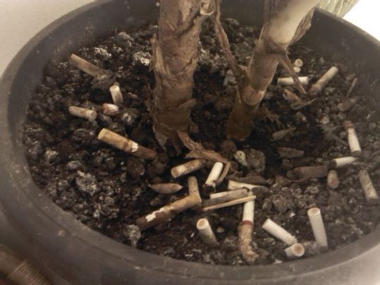 Kebiadaban perokok, membuang puntung rokok ke pot tanaman.
